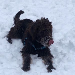 Meet your Posher, Samantha